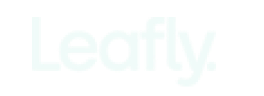 logo-image-1